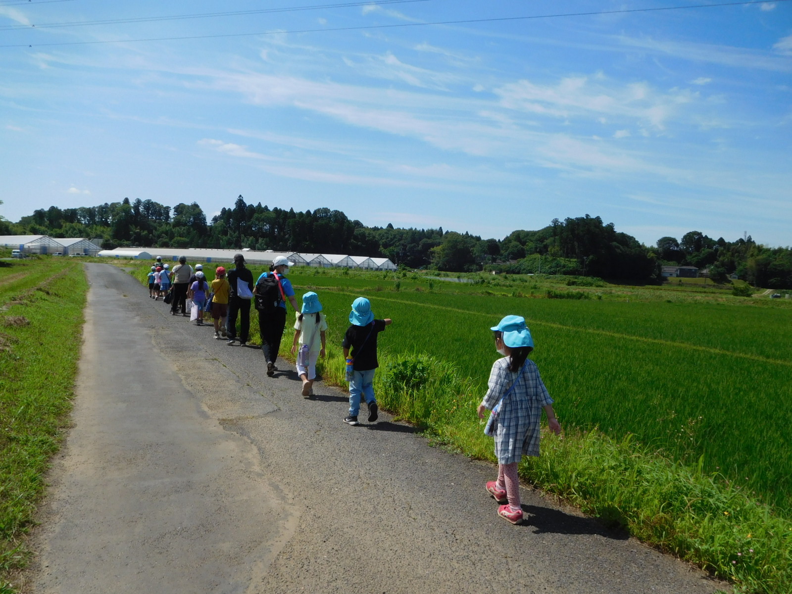 田んぼの間の一本道を並んで歩いている園児や関係者の写真