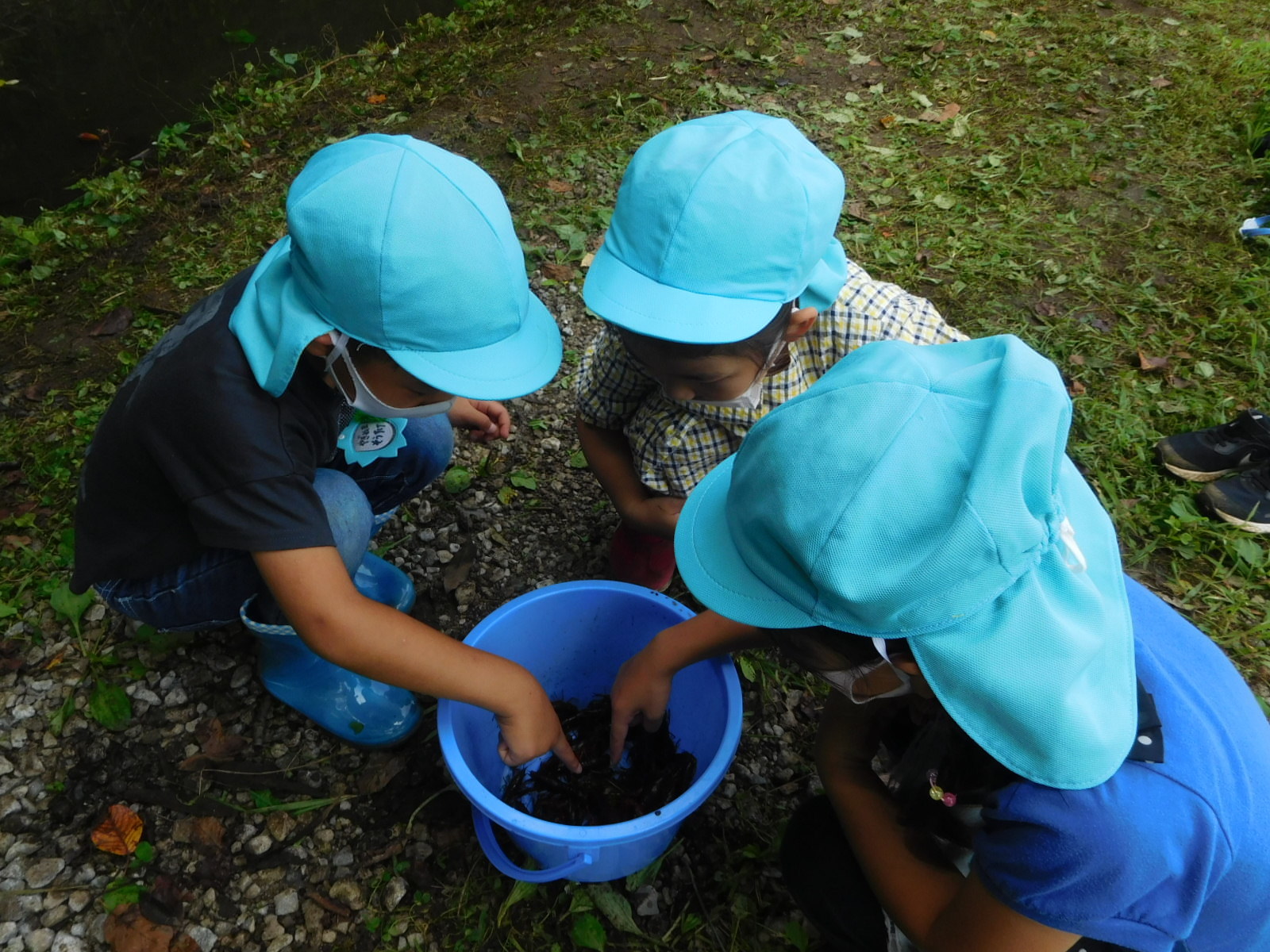 水色のカラーキャップを被った園児3名が、水色のバケツの周りに集まり、中に入ったザリガニを見ている写真
