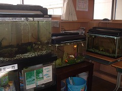 教室に置かれた、飼育している魚が入っている幾つもの水槽の写真