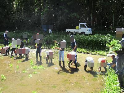田植え