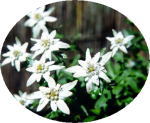 緑の茎に白い花が咲いている写真