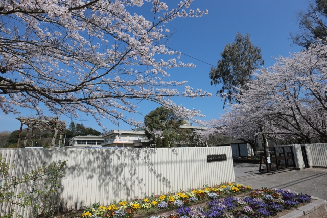 青空の下桜が咲く小竹小学校校門の写真