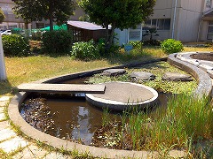水草が生い茂り、飛び石が設置されている水草生育観察池の写真
