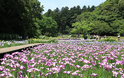 佐倉城址菖蒲田（1）