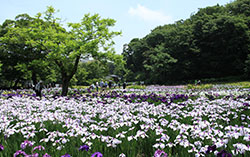 佐倉城址菖蒲田（2）