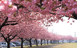 西志津の河津桜（1）