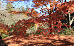 佐倉城址公園の紅葉