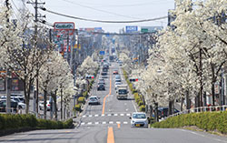 臼井水道道路の沿道に咲き誇るコブシ