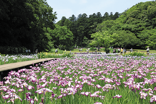 佐倉城址公園