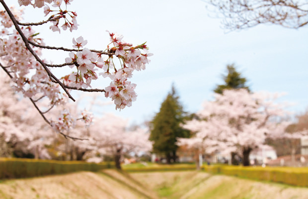 佐倉城址公園の桜