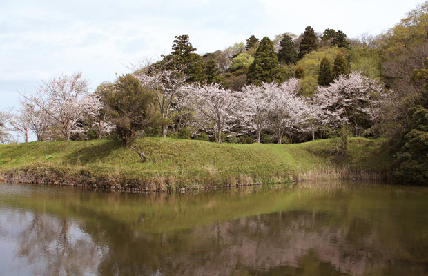 佐倉城址公園の桜